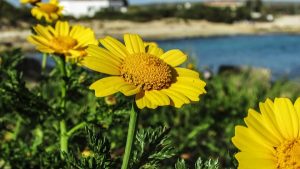 arnica