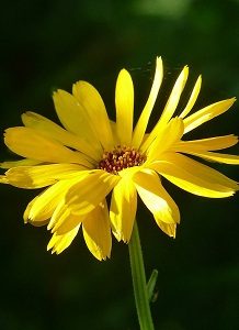 Calendula